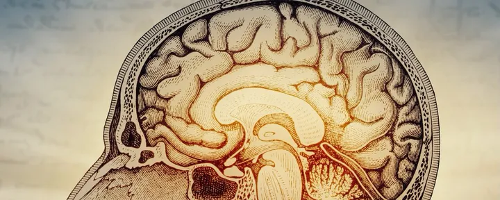 文章封面：Human brain is two separate organs, Stanford Medicine-led research finds